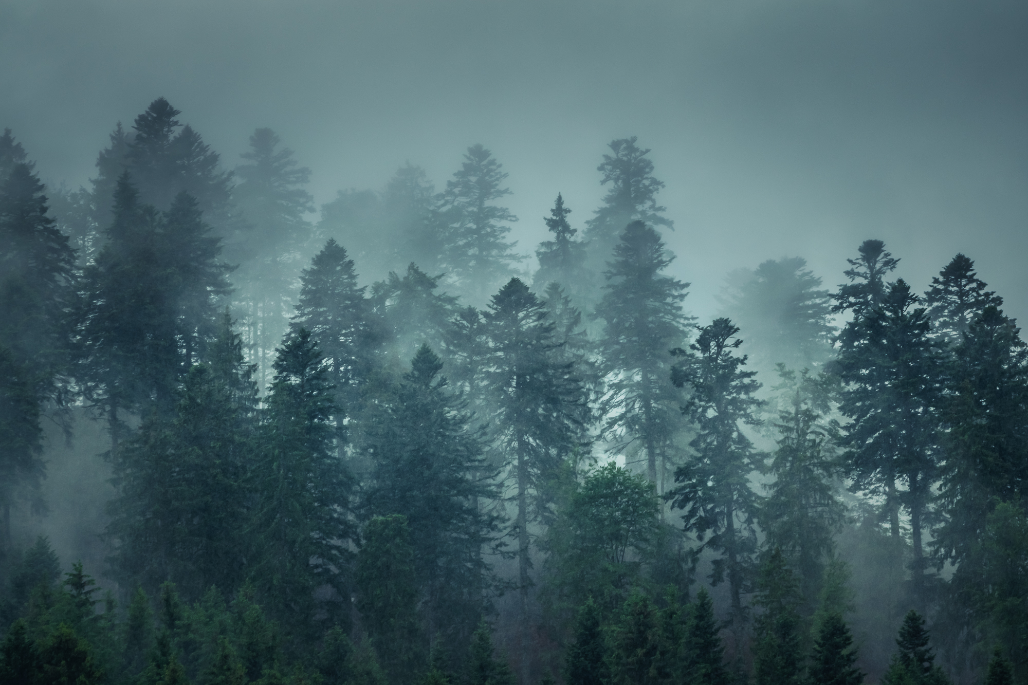 Blick auf die wolkenverhangenen Tannen des Schwarzwalds