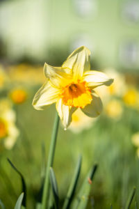 Nahaunahme einer gelben Blume im Frühjahr