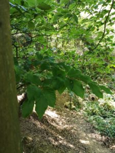 Baumstamm und Blätter in Nahaufnahme